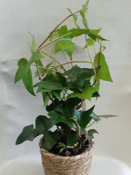 Muratti, isolehtinen